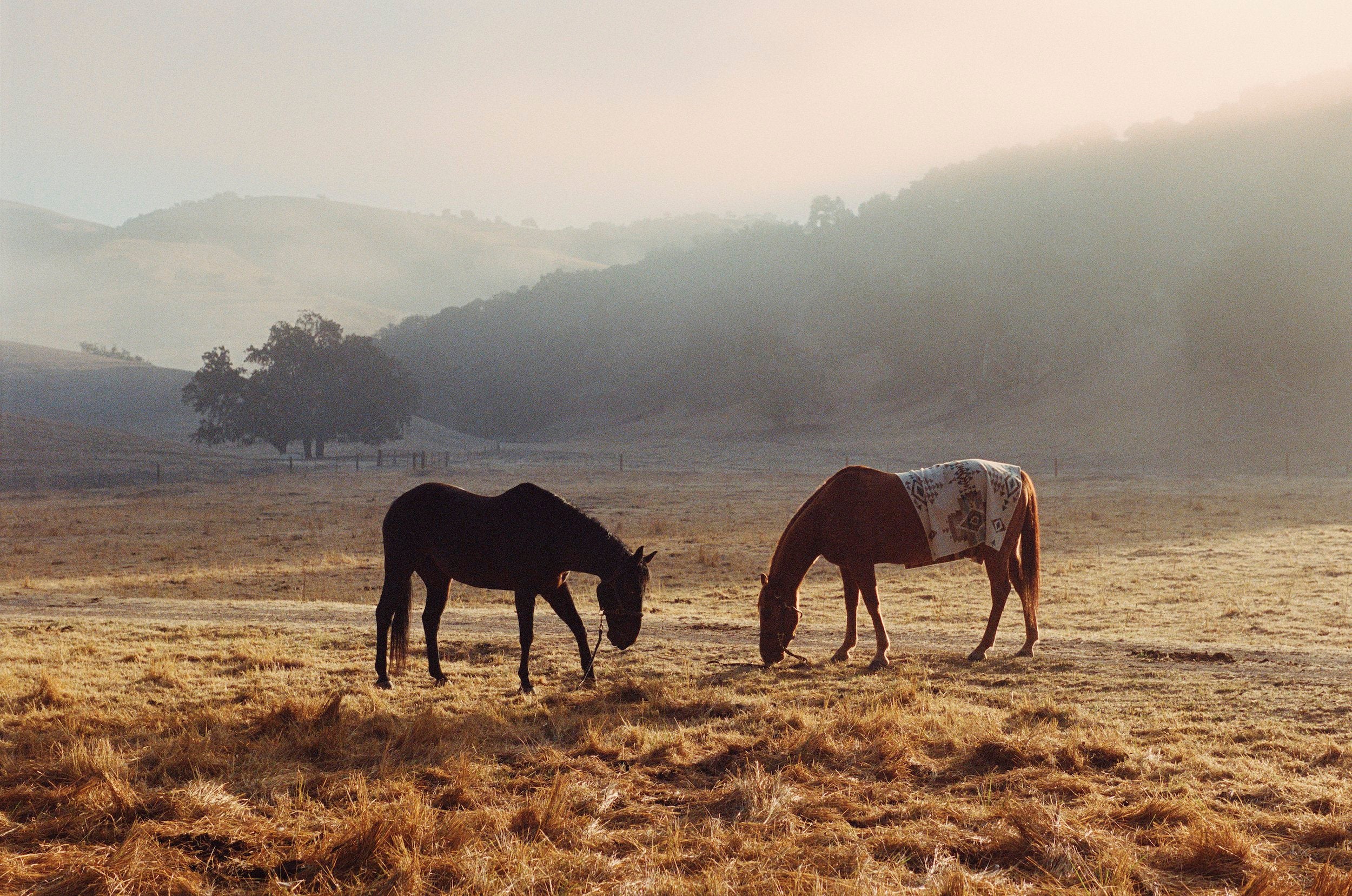 Horses in field with Pendleton Blanket